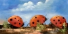 Ladybug Ladybug Ladybug